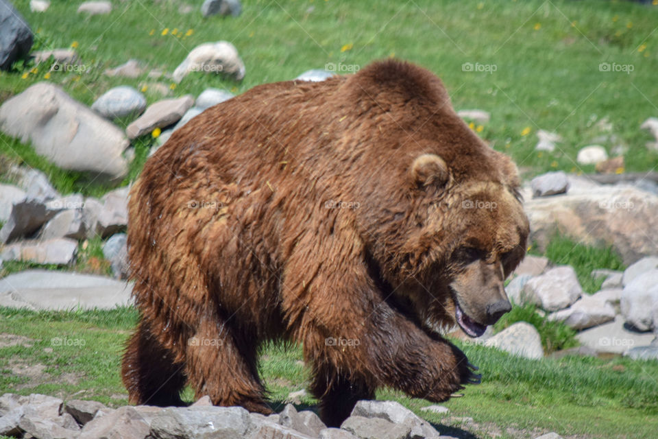 Incredibly huge  grizzly bear