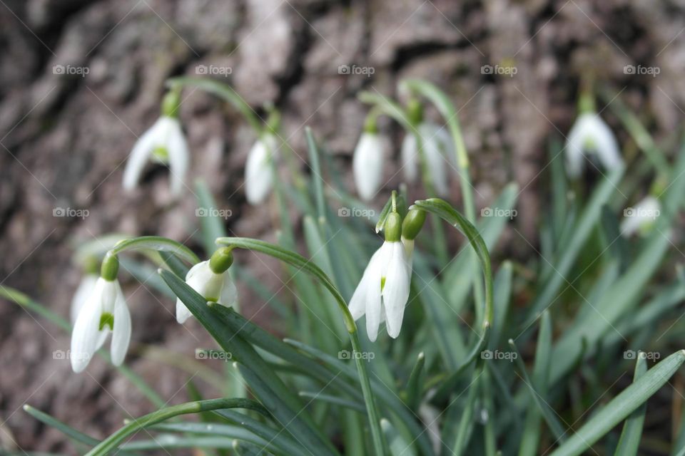 White tiny flowers, snowdrops 