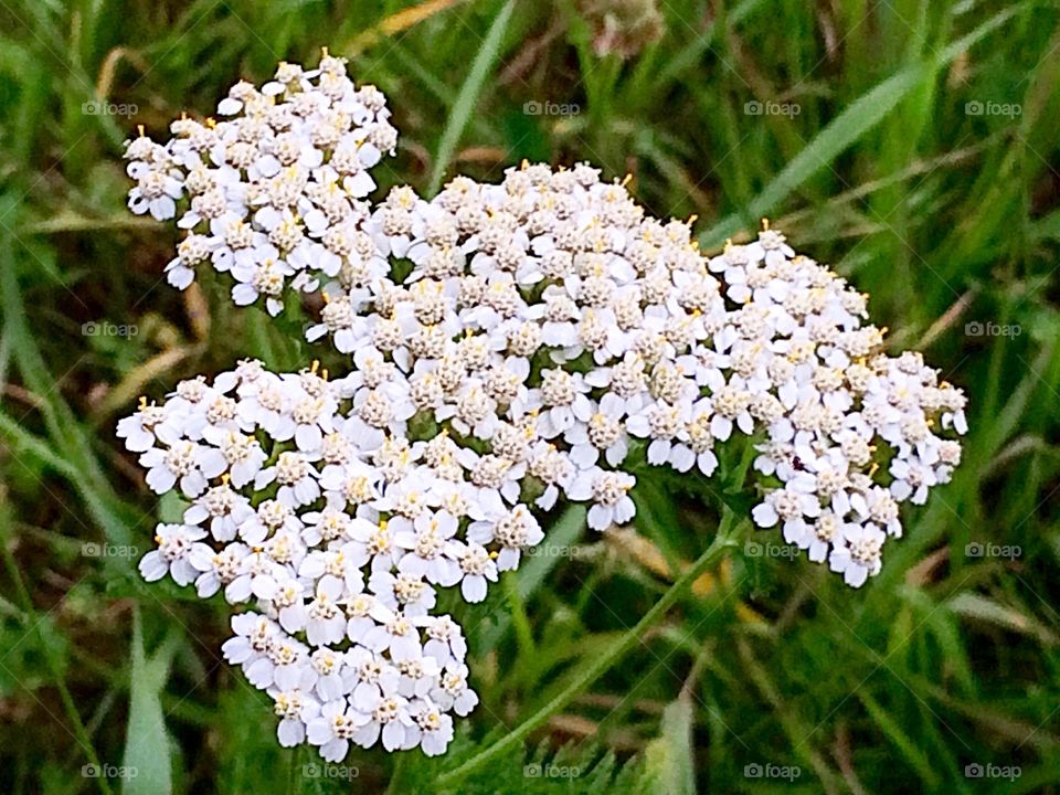 White wild flowers 