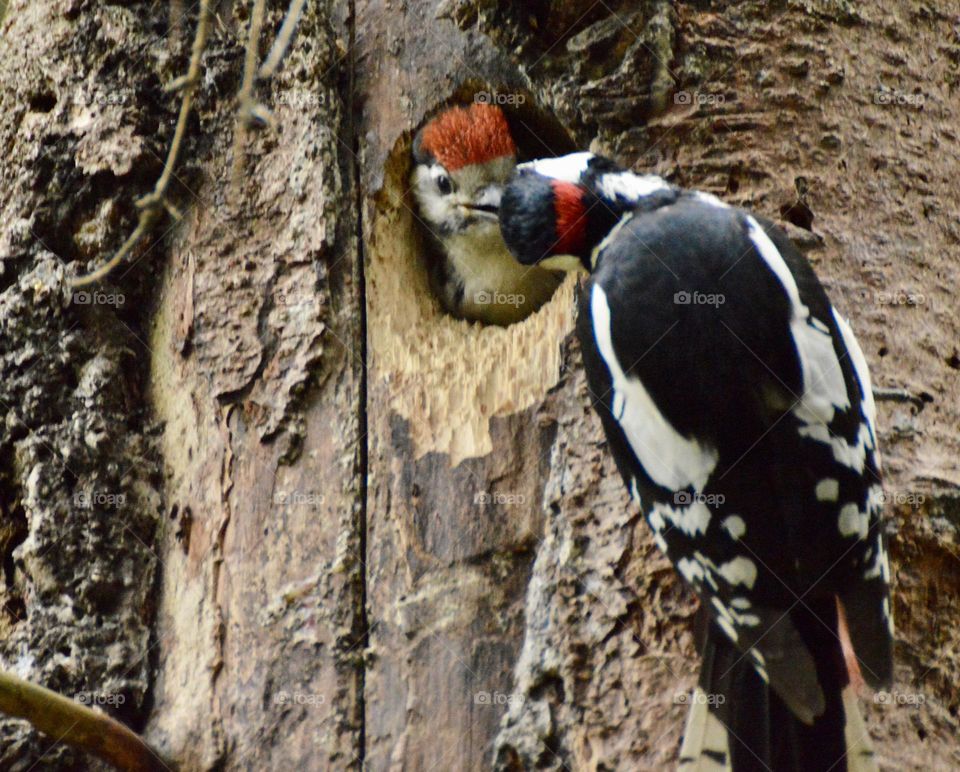 A woodpecker parent feeding child