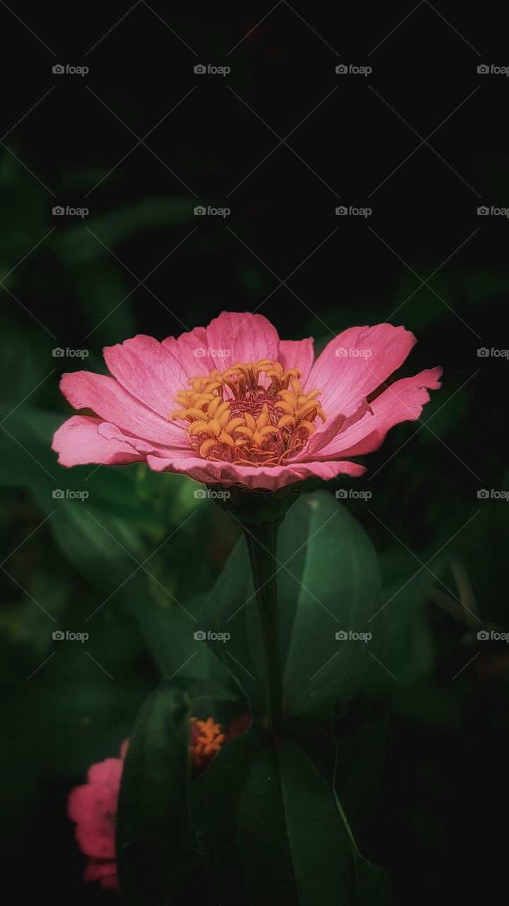 common zinnia