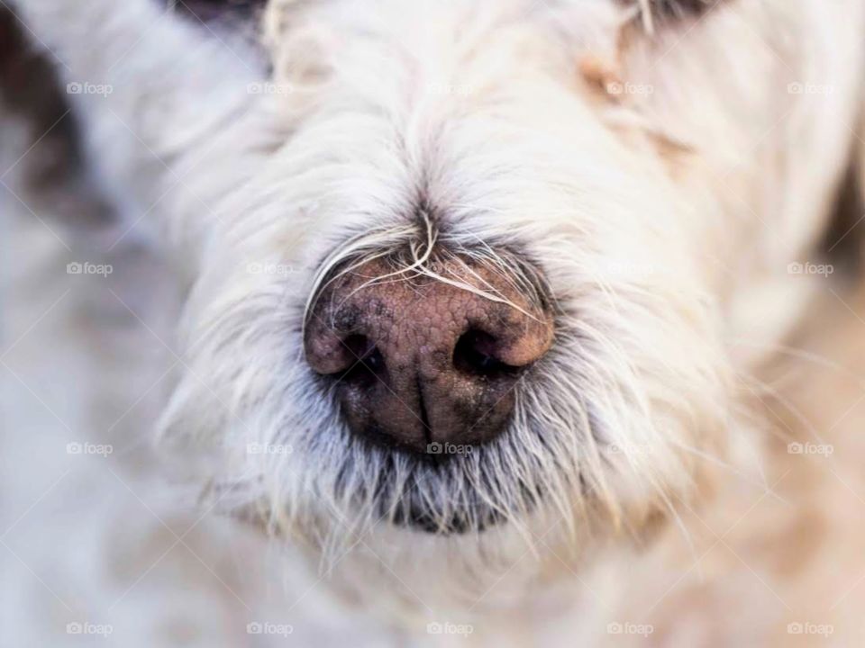 close-up of dog's muzzle