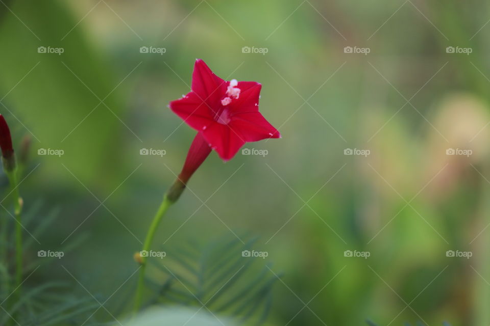 ipomoea the wildflower