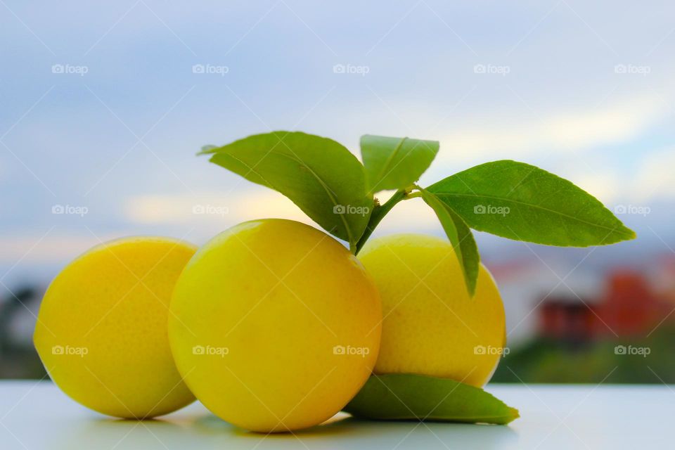 Lemon with green leaves in daylight