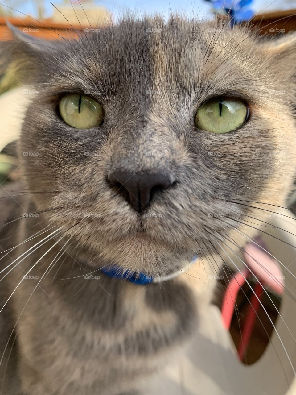 Cats love the limelight as much as their owners do. Ivy is no different! Look at that face!