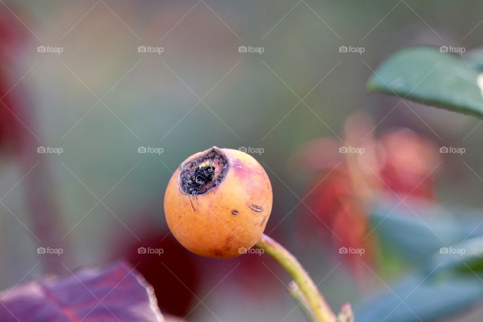 Rose hip fruit, edible and medicinal fruit of the rose, used herbal teas, jam, jelly, syrup, rose hip soup, beverages, pies, bread, wine, and marmalade. Rich in vitamin C!