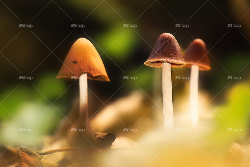 Mushrooms