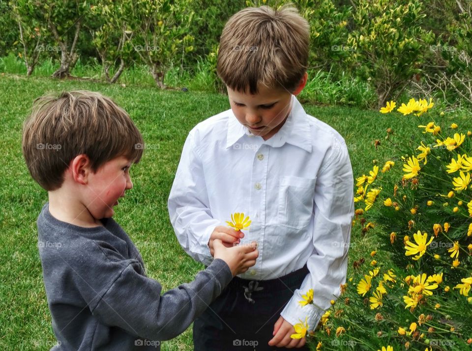 Young Brothers Picking Flowers. Brotherly Love
