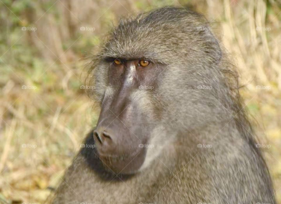 Baboon