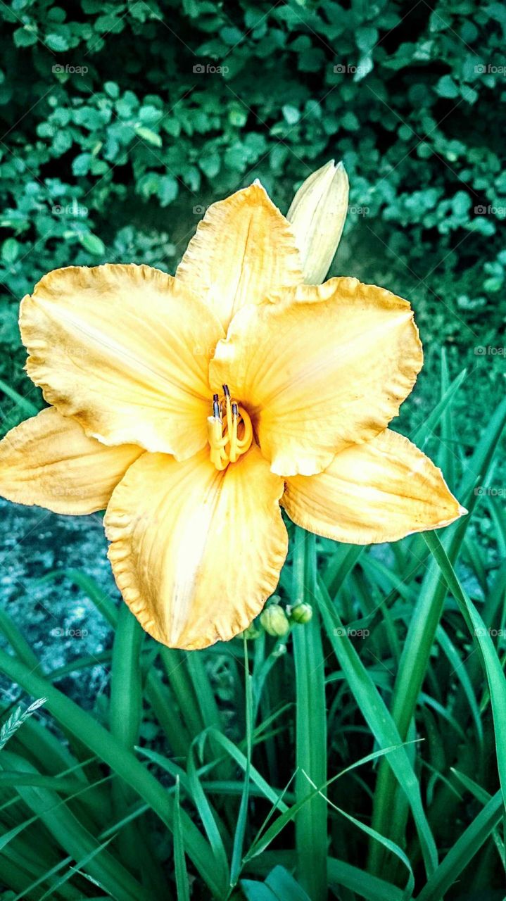 Super Size Yellow Day Lily