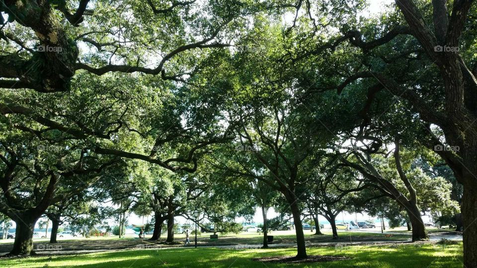 Trees Charleston