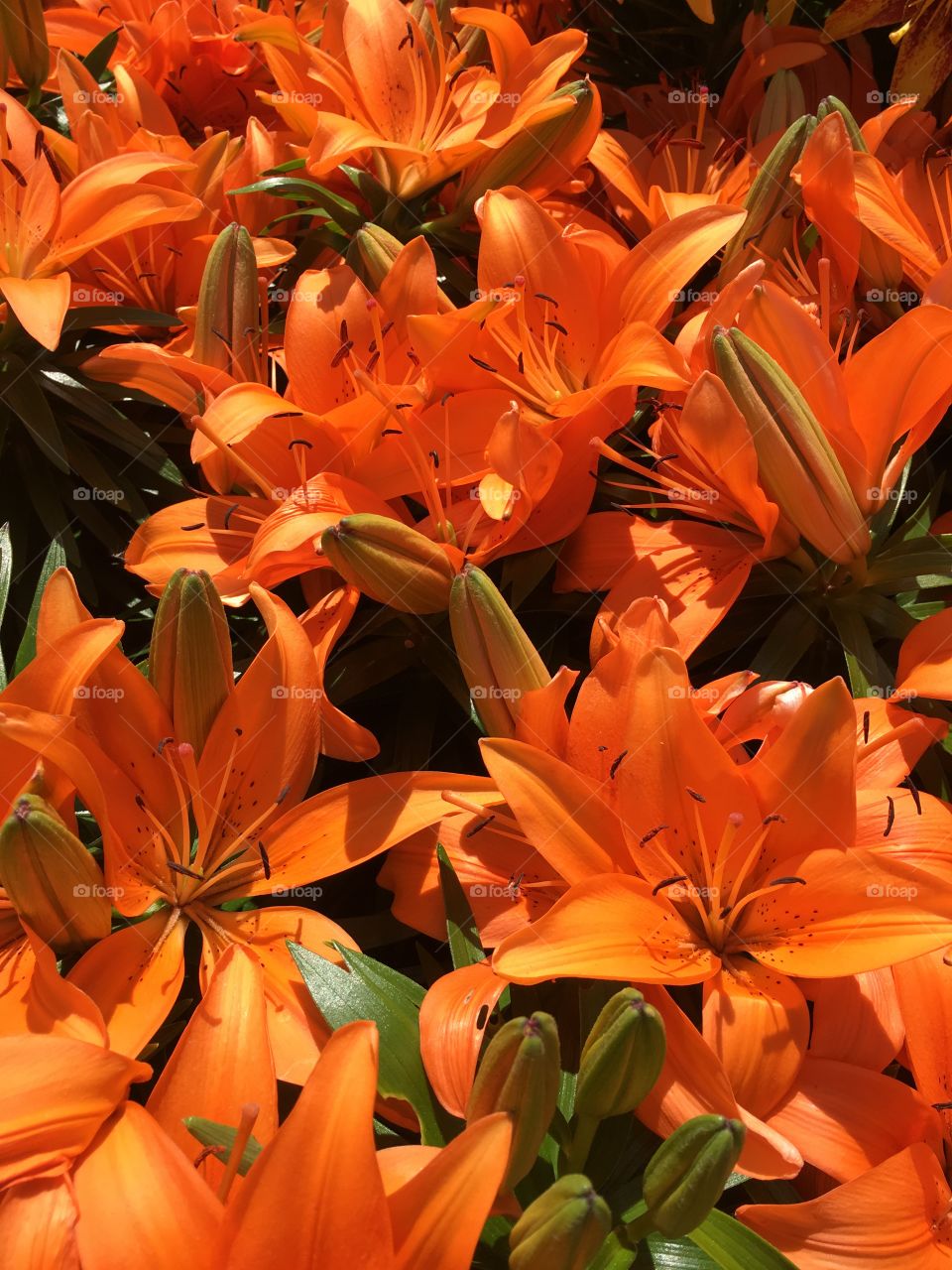 Orange lilies in the sun