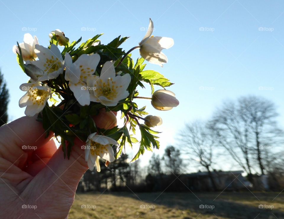 springflower bouquet . springflower bouquet 