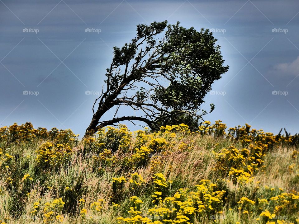 Hard work from the Wind.