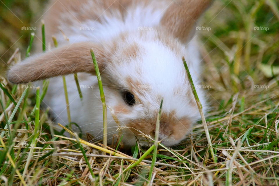 Rabbit with a cute face