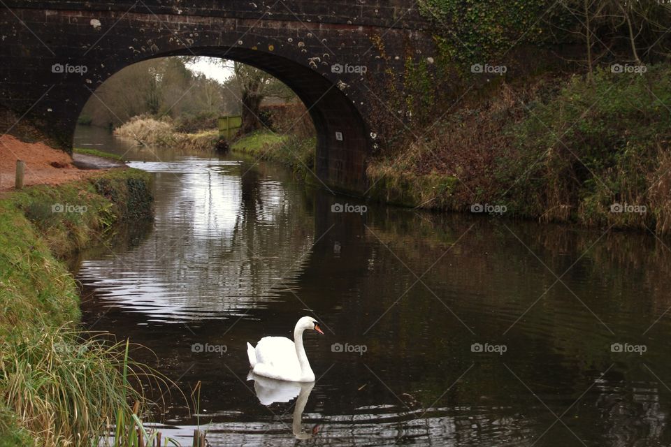 Swan n arch