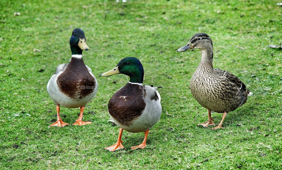 Duck trio