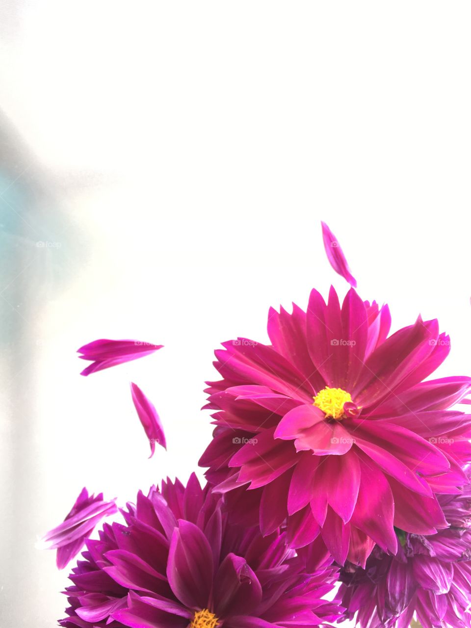 Bright pink Dahlia flowers freshly picked from the garden.