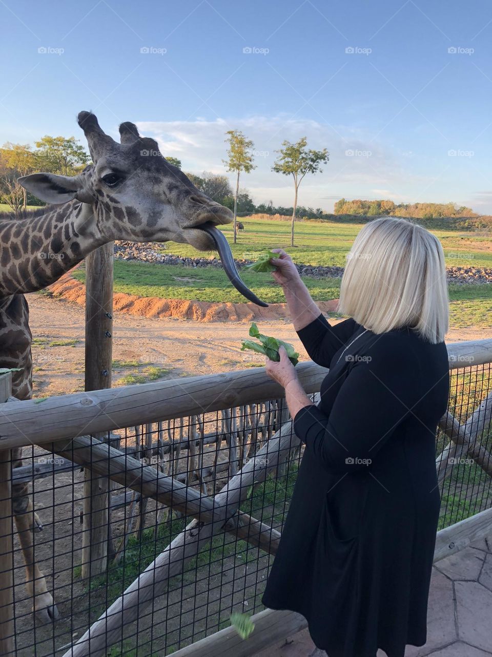 Look at the giraffe’s long tongue that they use to grab the leaves