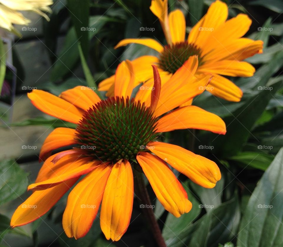 High angle view of yellow flowers