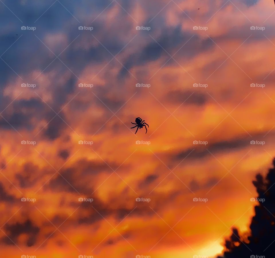 Sunset behind a spider in its web—taken in Ludington, Michigan 