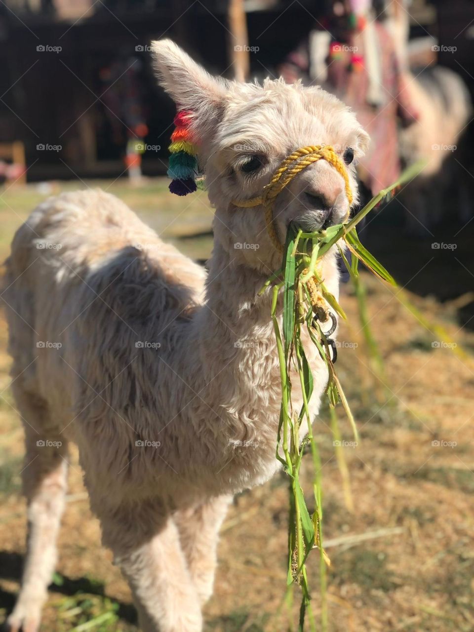 Eating grass