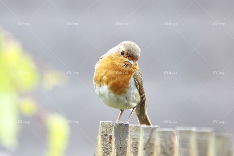 Robin on the fence