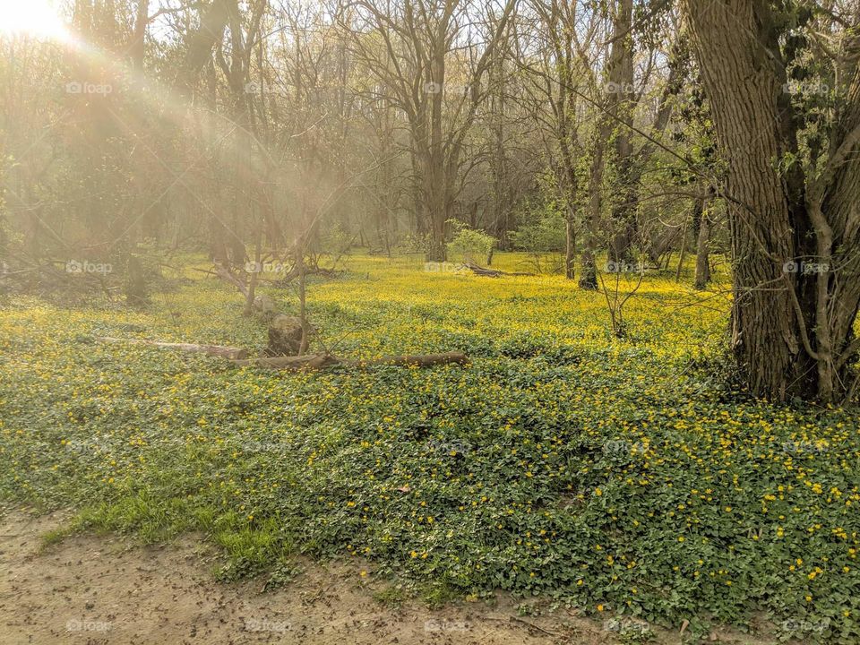 Sun Rays and Flower Fields