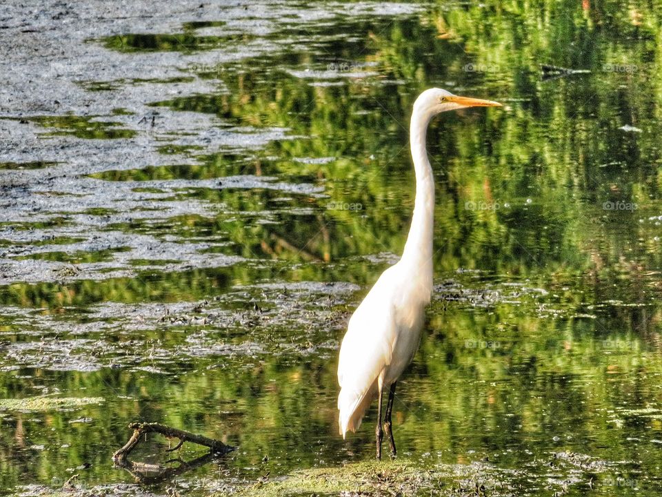 Egret Boucherville Québec