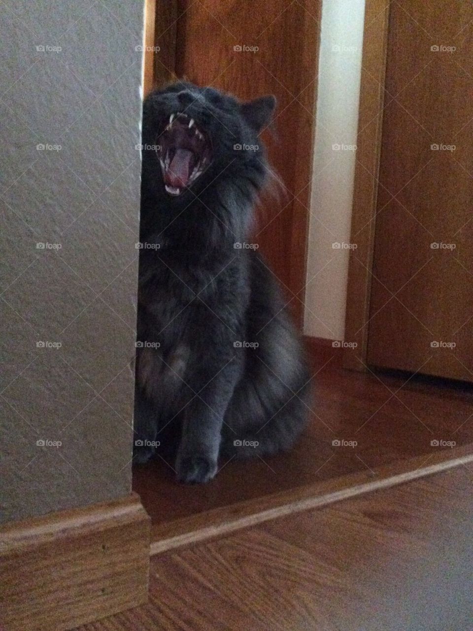 Cat screams