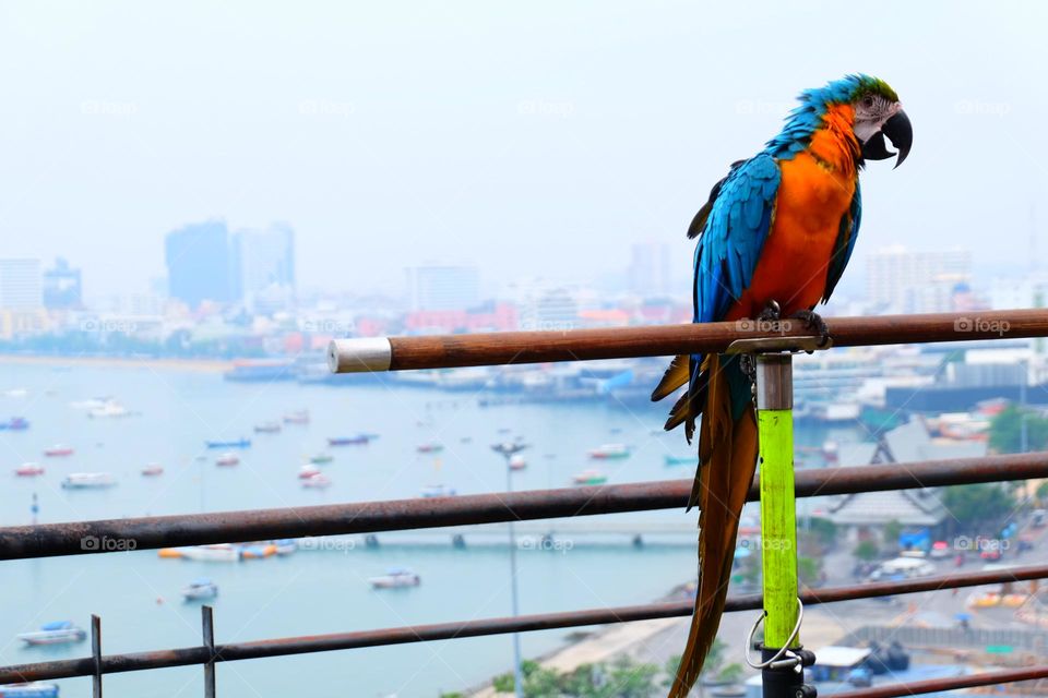 Beautiful macaw