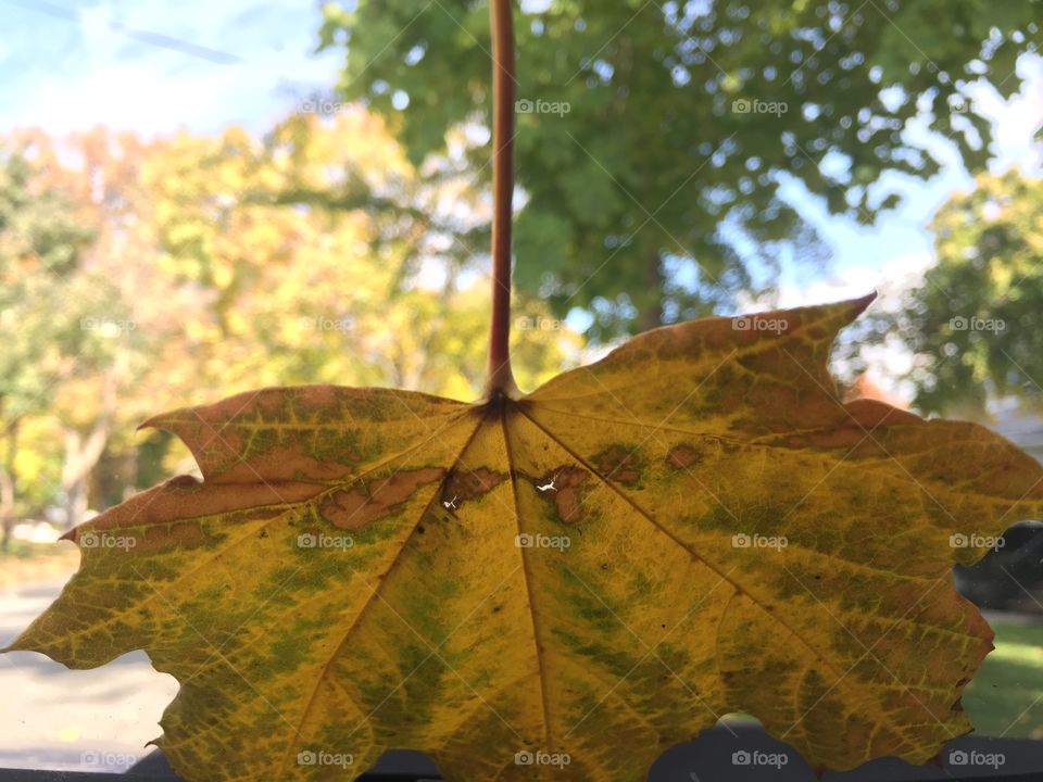 Yellow leaf stuck on my windshield
