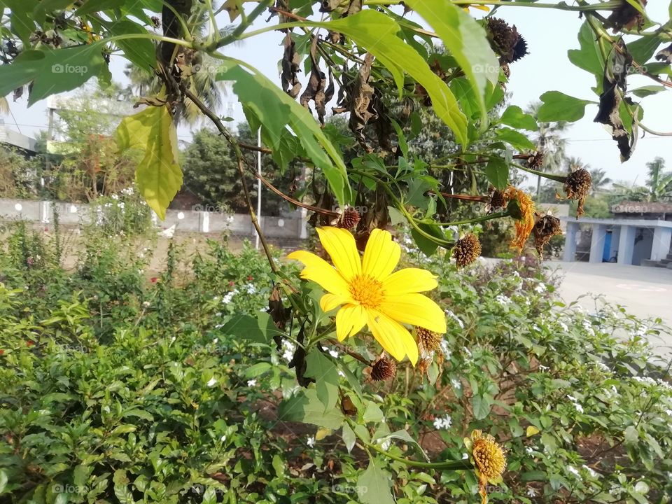 Yellowish flower in a garden in a bright sunny day