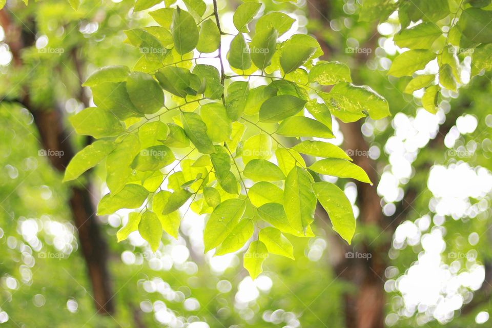 Leaves bright green in the forest.