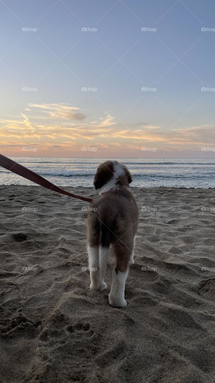 Kira en su primer salida a la playa y su primer atardecer