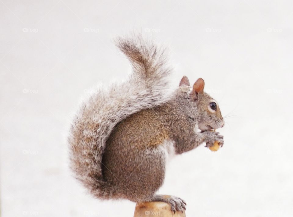 squirrel eating roasted peanut