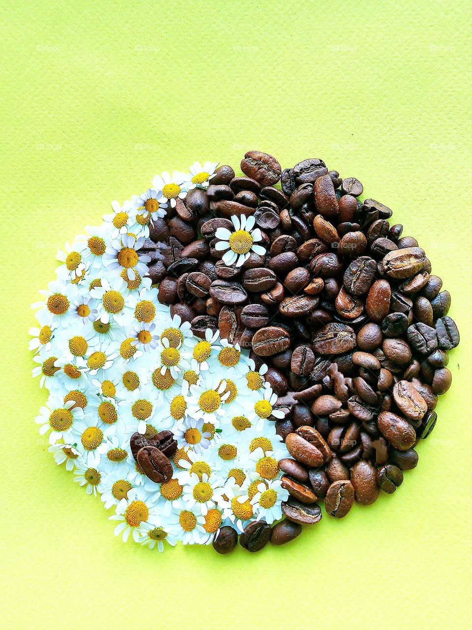 Spring.  The symbol of the masculine and feminine "Yin-Yan".  Coffee beans are "Yin" dark, feminine.  Chamomile flowers are "Yan" light, masculine.  Chinese philosophy.