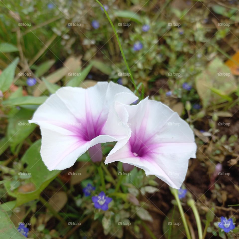Kale flowers that are blooming and growing wild on the edge of the rice fields