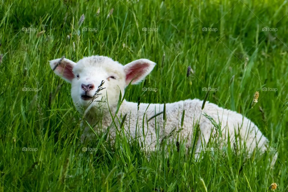 Cute Lamb in the grass 