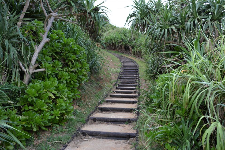 Jungle Trail