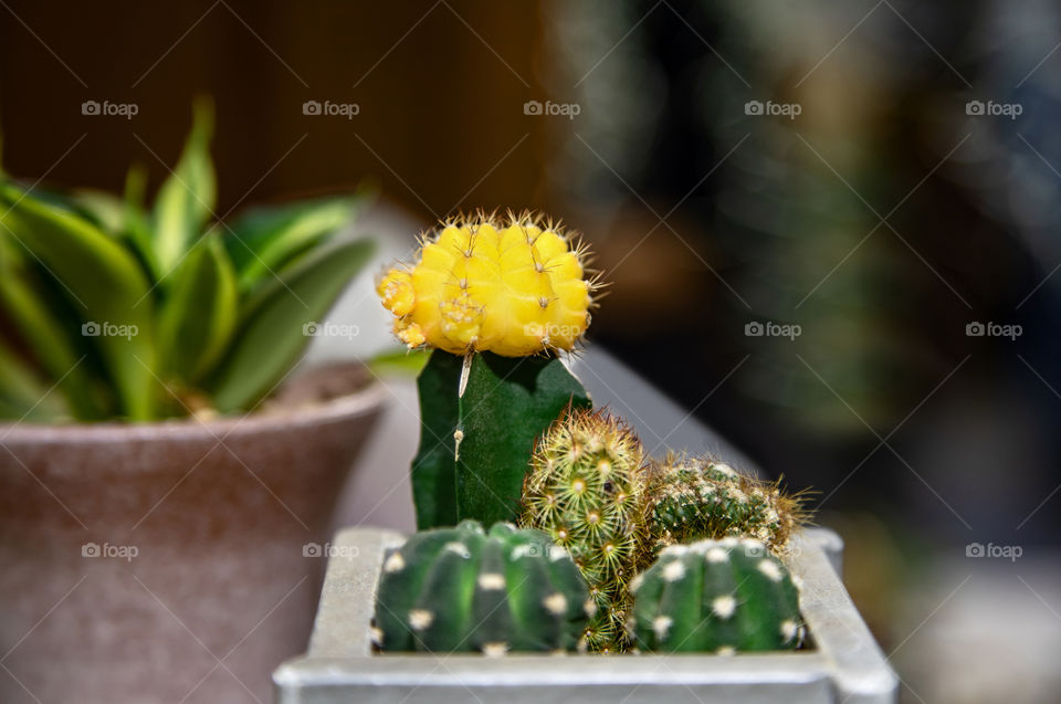 Cactus Succulent