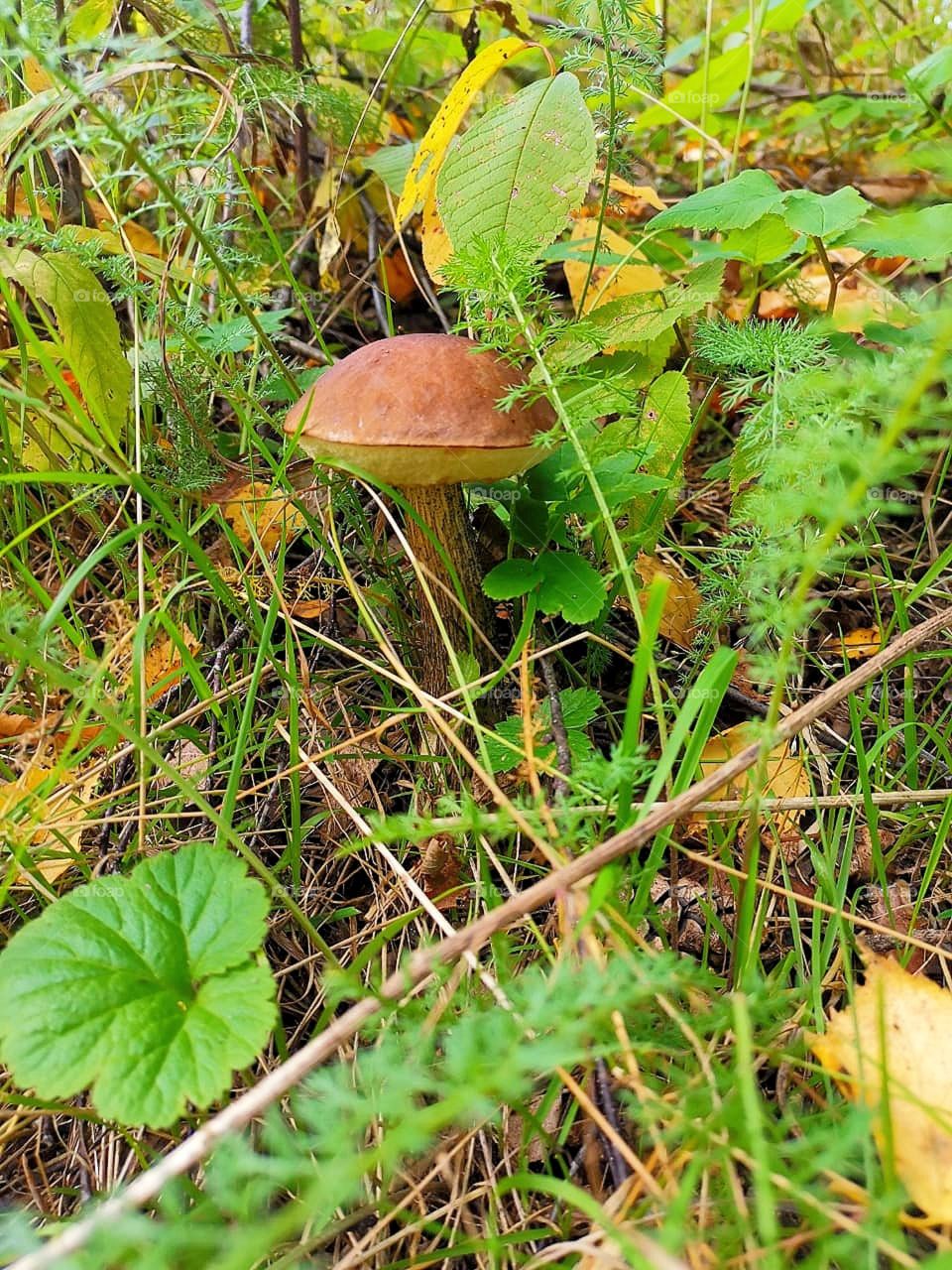 Forest.  White mushroom in foliage