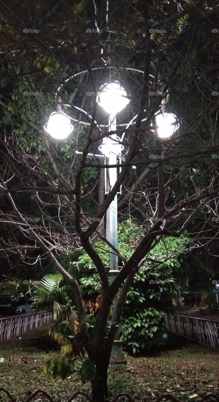 dried trees against the background of garden lights.