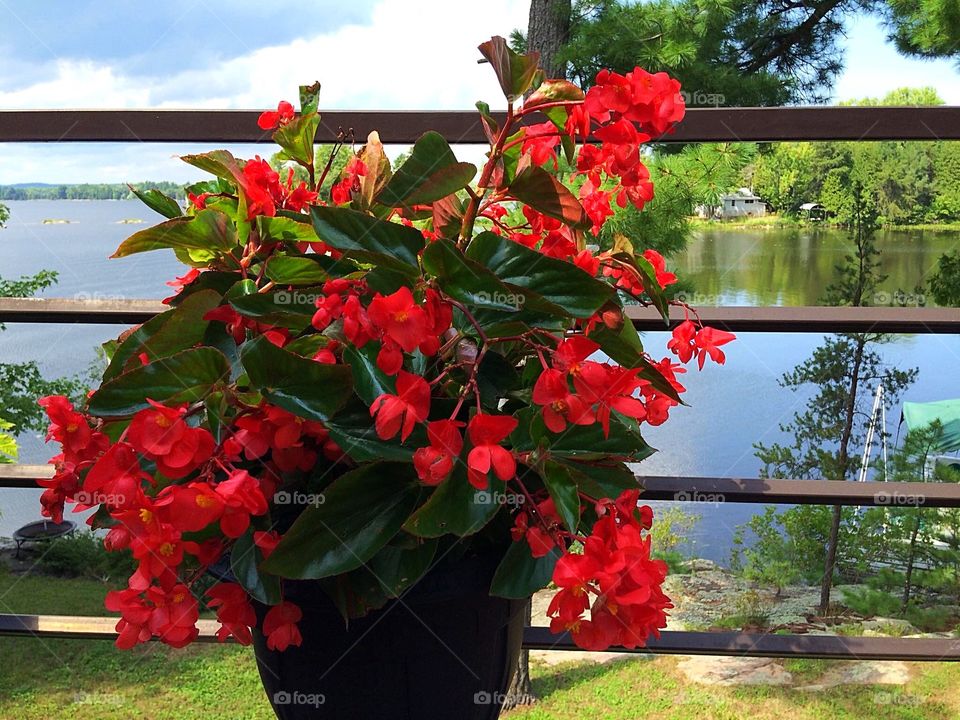 Red begonias