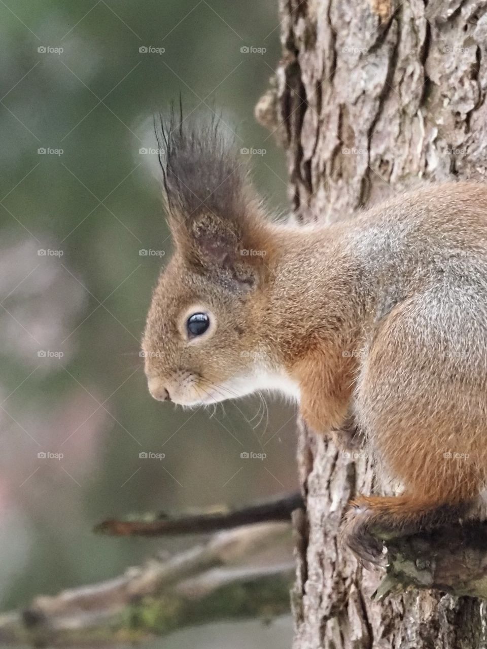 Squirrel