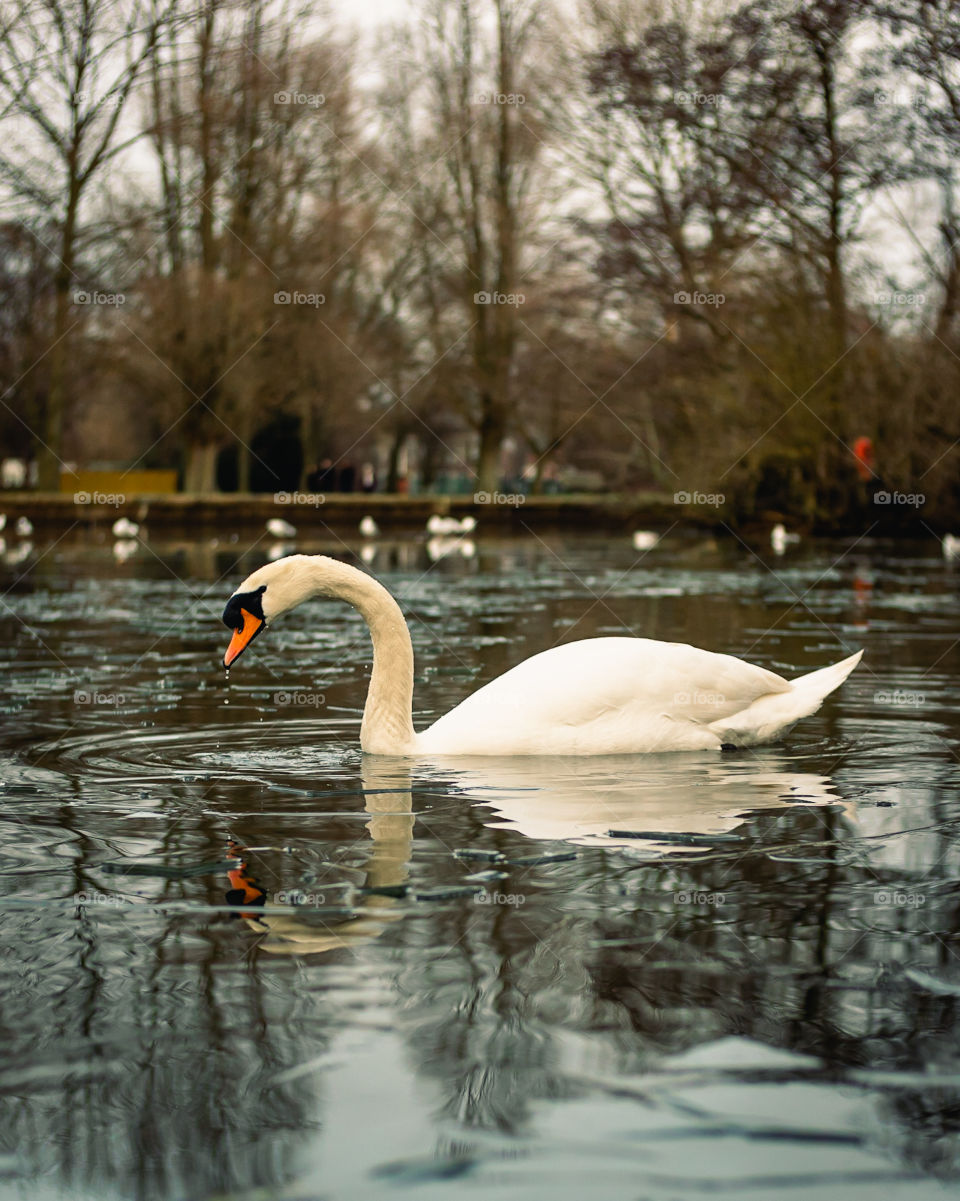 A swan and it’s reflection swimming in icy water 