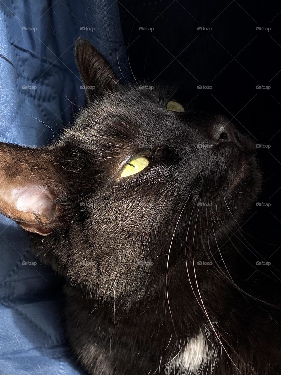 A black cat sitting in between the folds of a blue quilt