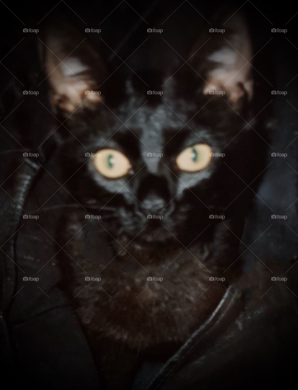 Black cat, Bombay Burmese