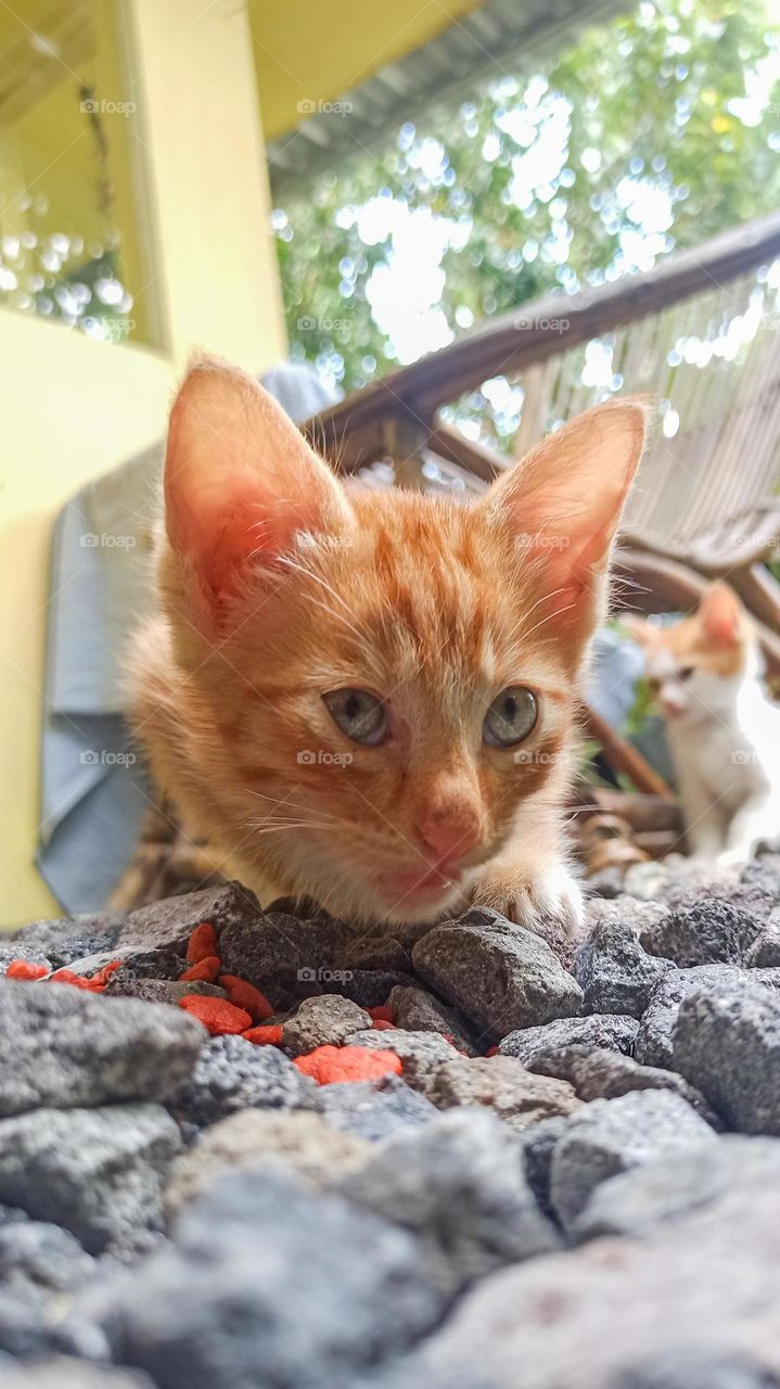 kitten eating food cat