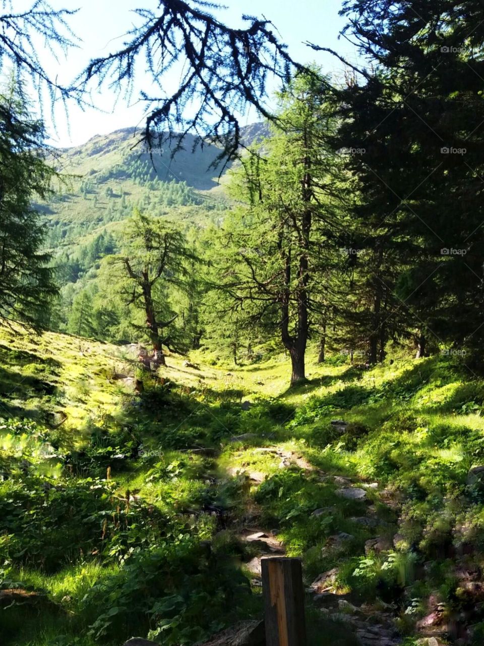 en estado puro. naturaleza